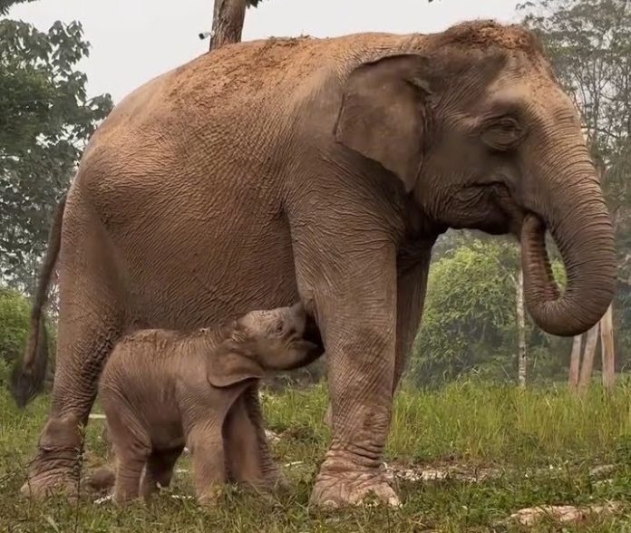 gajah